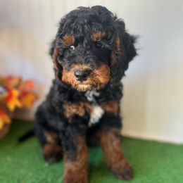 Cidar - Phantom male Bernedoodle puppy in Springtown, Texas from North Texas Puppies