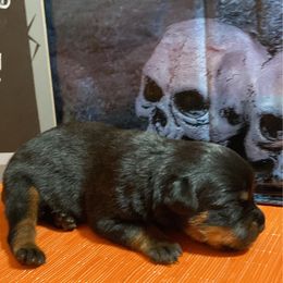 Boy 2 - Black and mahogany male Rottweiler puppy in Detroit, Michigan from Dark Storm Kennels