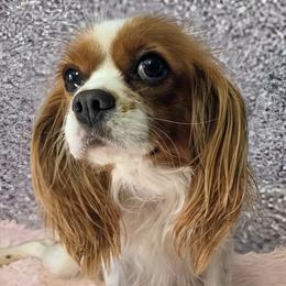 Anastasia - Cavalier King Charles Spaniel