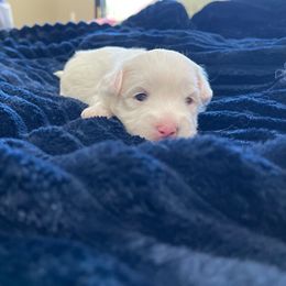 Lilac - White female Coton de Tulear puppy in Palm Desert, California from Cotoncutie