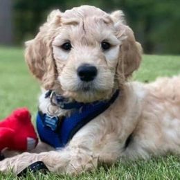 Goldendoodle Puppies from Peachy Sweet Goldendoodles
