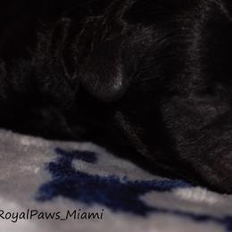 Boy 3 - Poodle puppy in Miami Dade County, Florida from RoyalPaws_Miami