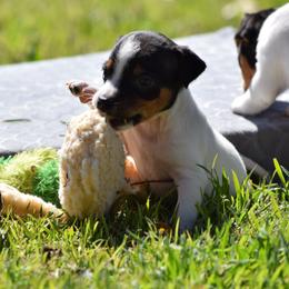 Maverick - Tri-colored male Parson Russell Terrier puppy in Menifee, California from Wendover Terriers