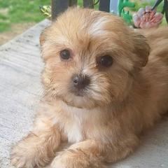Zed - Red male Mi-Ki puppy in Toronto, Ohio from Shekinah’s Mi-Kis & Cricket Hill’s Westies