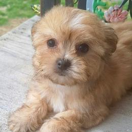 Zed - Red male Mi-Ki puppy in Toronto, Ohio from Shekinah’s Mi-Kis & Cricket Hill’s Westies