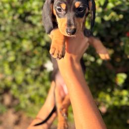 Black and tan red collar girl - Black and tan female Dachshund puppy in Lemon Grove, California from GMZ Doxies SD