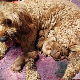 Boy 2 - Red male Australian Labradoodle puppy in Ocala, Florida from Vinton Valley Australian Labradoodles