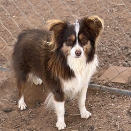 Skeeter - Australian Shepherd