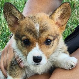 Birch - Sable male Pembroke Welsh Corgi puppy in Sidney, Ohio from Cozy Corgi Ranch