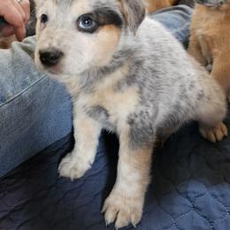 Charlie - Blue speckled male Australian Cattle Dog puppy in Sneedville, Tennessee from JoAnn's Australian Cattle Dogs