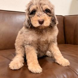 Mocha - Phantom female Bernedoodle puppy in Queen Creek, Arizona from Dulcito Doodles