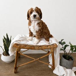 Andy - Parti male Goldendoodle puppy in Salt Lake City, Utah from Sweet T Doodles