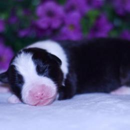 Bunny - Black tri-color female Australian Shepherd puppy in Easton, Missouri from MMA Kennel