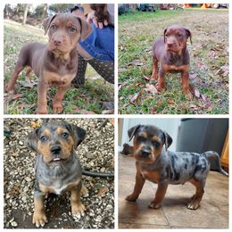 Catahoula Leopard Dog Puppies from Magnolia Farms Kennel