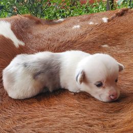 Judy - Blue merle and white female American Corgi puppy in Shawnee, Oklahoma from Sunray Ranch