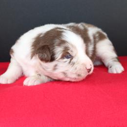 Laredo - Red merle male Australian Shepherd puppy in Plantersville, Texas from Jak Se Auss