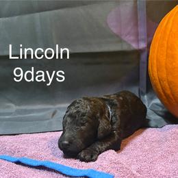 Lincoln - Black male Poodle puppy in Grand Rapids, Michigan from Lionkru Lowchen and Standard Poodles