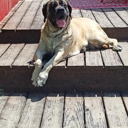 Mastiff All Grown Up from Deborah Hatch