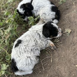 Aussiedoodle, Miniature Australian Shepherd, Poodle, and Toy Australian Shepherd Puppies from Mowry Creek Mini Aussiedoodles and More