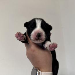 Sparky - Black tri-color male Australian Shepherd puppy in Devine, Texas from Sun Kissed Aussies