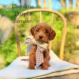 Caroline - Red  female Goldendoodle puppy in Springville, Utah from JW Doodles