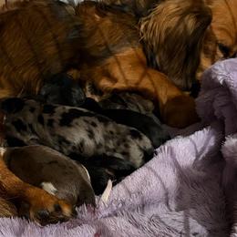 Annette - Dapple female Dachshund puppy in Temple, Texas from Brit’s Doxie Crossing
