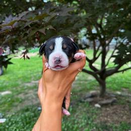 Edward - Black, white and red male Greater Swiss Mountain Dog puppy in Chester, Illinois from Hilltop Swissys