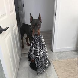 Hades - Black and rust male Doberman Pinscher puppy in Bruce Township, Michigan from Eminent Dobermans