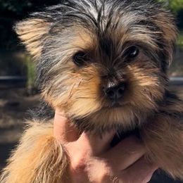 Yorkshire Terriers from Jeanie's Yorkshire Terriers