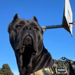 Cane Corso from Ruben Cane Corso