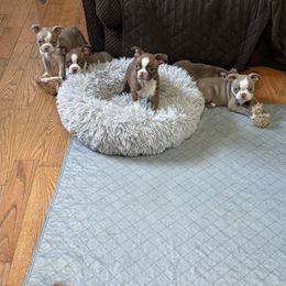 Boston Terrier Puppies from Twist of Faith Farms