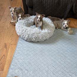 Boston Terrier Puppies from Twist of Faith Farms
