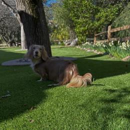 Wholfie - Dachshund