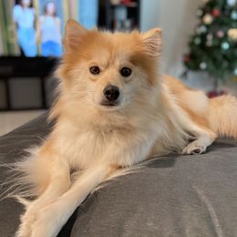 Cheddar - Pomsky