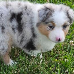 Blu - Blue merle male Australian Shepherd puppy in Mount Clare, West Virginia from Pineview Farms Australian Shepherds
