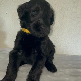 Giant Schnauzer Puppies from JAMG Schnauzers