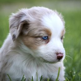 Australian Shepherd, Miniature American Shepherd, Miniature Australian Shepherd, and Toy Australian Shepherd Puppies from Painted Blue Aussies