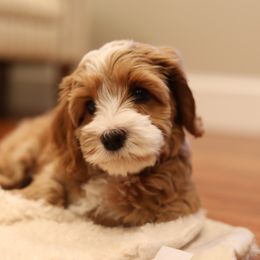 Australian Labradoodle Puppies from Majestic Labradoodles