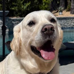 Dixie - Golden Retriever