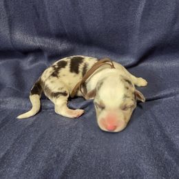 Zombie - Blue merle and white male Cardigan Welsh Corgi puppy in Bland, Missouri from Shadey Lane Corgis