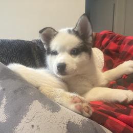Pomsky Puppies from Periwinkle Pomskies