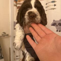Makalu - Liver and white male English Springer Spaniel puppy in Huntingdon, Pennsylvania from Indian Creek Springers and Doxies