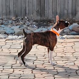 Boxer All Grown Up from Halo Boxers