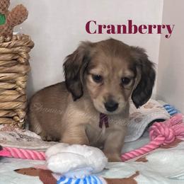 Cranberry - Red female Dachshund puppy in Monitor, Washington from Shannon Dolly’s Dachshunds