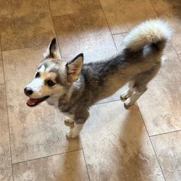 Misty - Wolf sable female Pomsky puppy in Venus, Pennsylvania from Hemlock Pines Pomsky