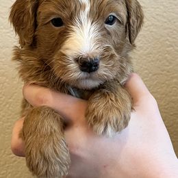 Howie - Red male Bernedoodle puppy in Caldwell, Idaho from Treasure Valley Poodles
