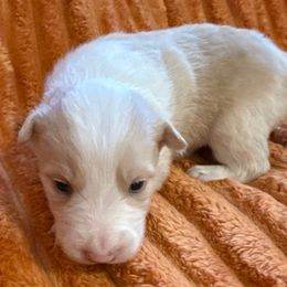 POPS - White and gold male Border Collie puppy in Mckinney, Texas from Border Collies of Ruidoso