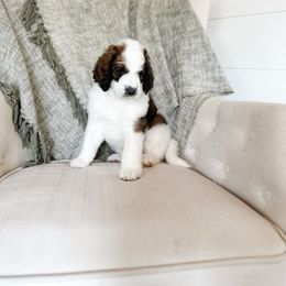 Brooklyn - Brown and white female Saint Berdoodle puppy in Beaver, Utah from Rocky Ridge Ranch