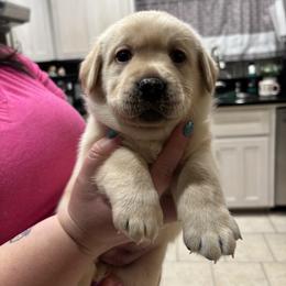 Yellow girl - Yellow female Labrador Retriever puppy in California from SandStorm Labradors