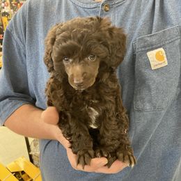 Poodle Puppies from South Dakota Poodles